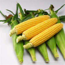 RCO01 Tidu Sweet f1 hybride champ élevé graines de maïs sucré chinois à vendre